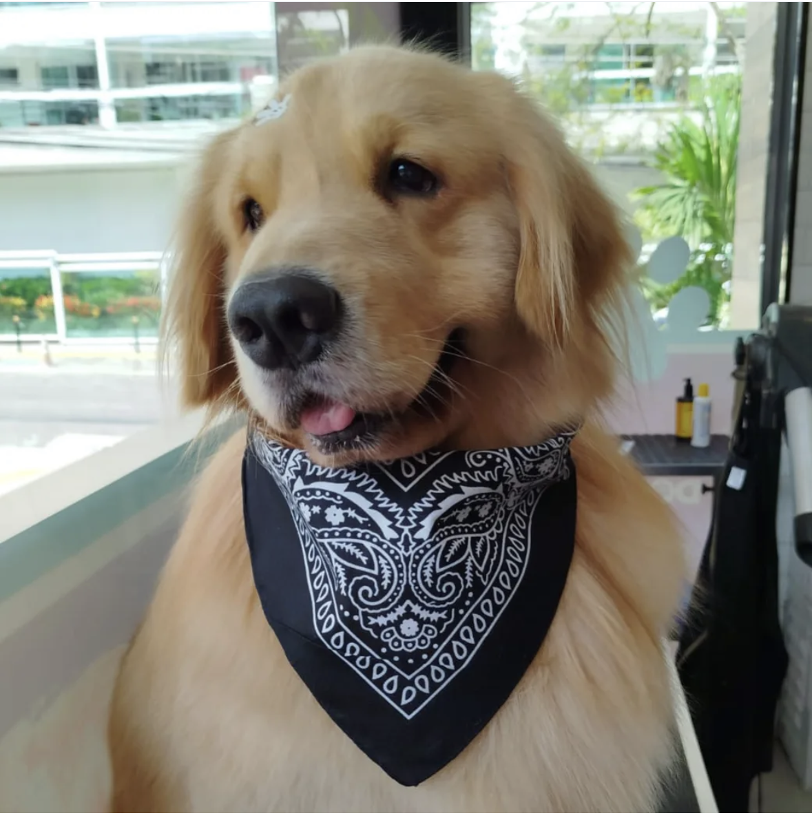 Pet do Clubinho Pet Bono