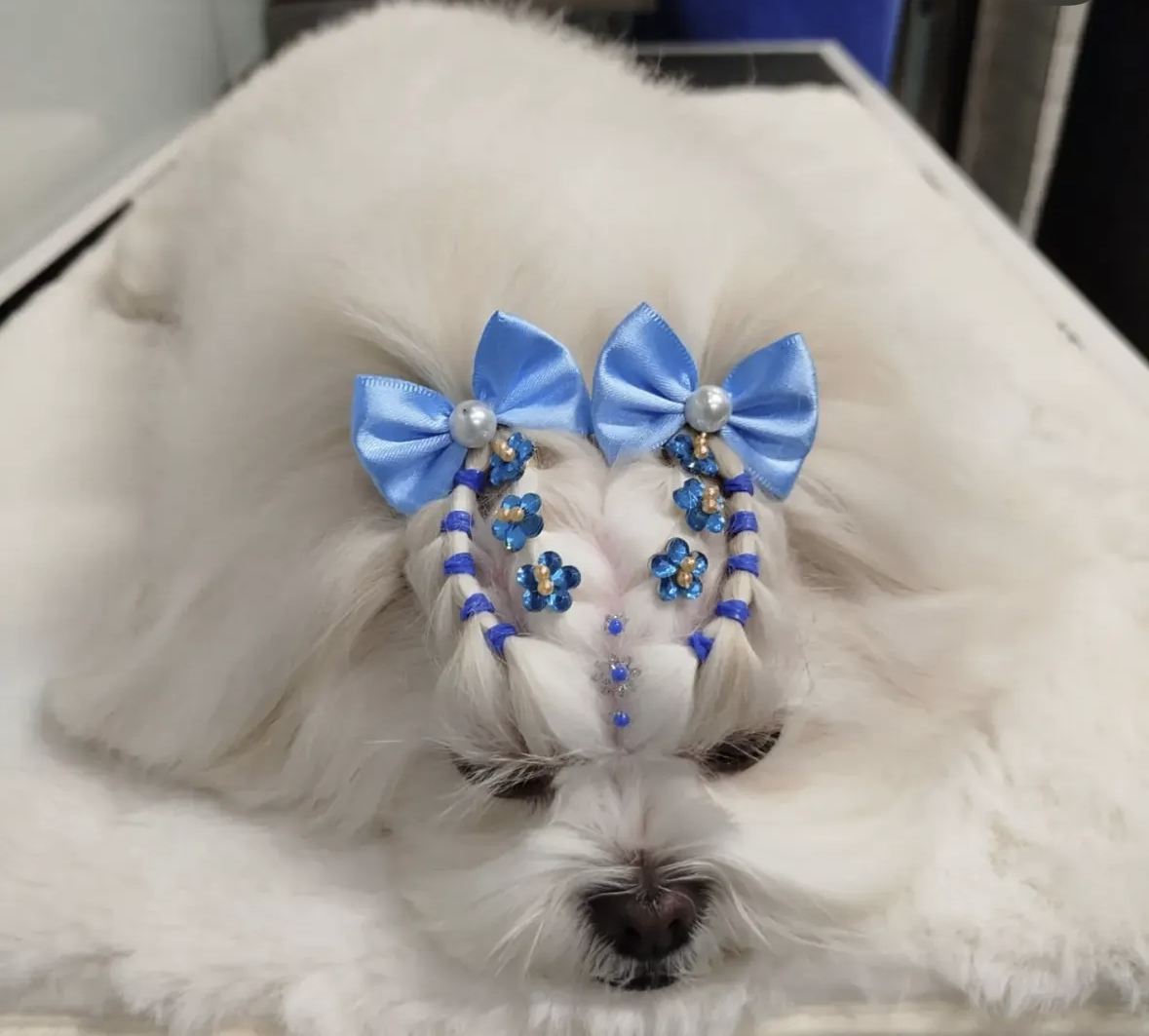 Maltês com penteado feito no Pet Bono — laços azuis, tranças e miçangas